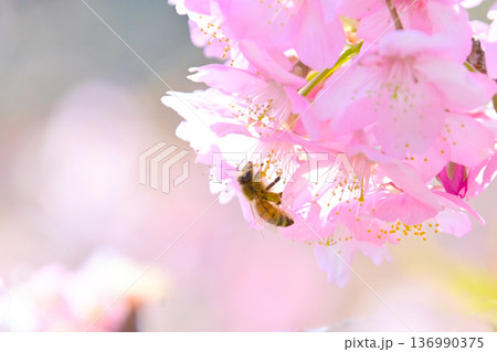 綺麗な河津桜と蜜を吸うミツバチ 136990375