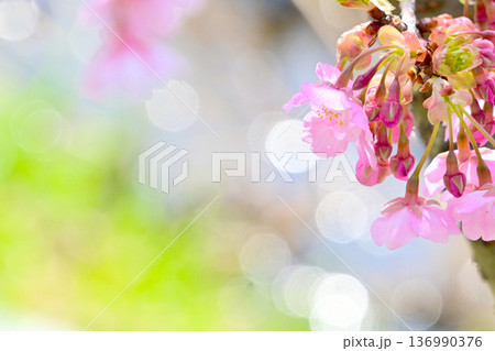 輝く水面に映える河津桜 136990376