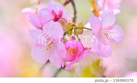 ピンクの花びらが綺麗な河津桜 ピンクの花びらが綺麗な河津桜 136990378