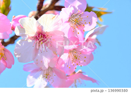 ピンクの花びらが綺麗な河津桜 136990380