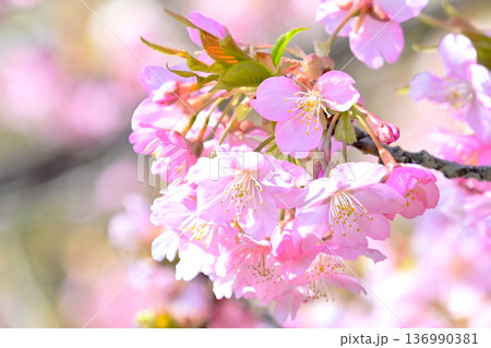 ピンクの花びらが綺麗な河津桜 136990381