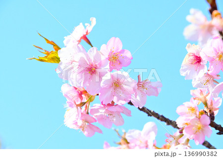 ピンクの花びらが綺麗な河津桜 136990382