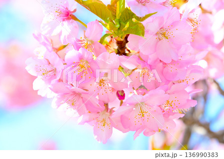 ピンクの花びらが綺麗な河津桜 136990383