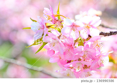 ピンクの花びらが綺麗な河津桜 ピンクの花びらが綺麗な河津桜 136990386