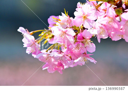 ピンクの花びらが綺麗な河津桜 136990387
