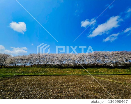 春の青空と満開の桜のある風景 136990467