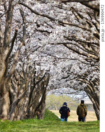 桜の木の下で犬を散歩するカップル 136990472