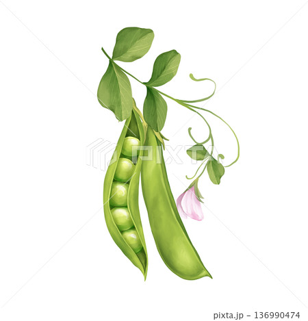 Green pea pods with leaves and pink flower illustration Green pea pods with leaves and pink flower illustration 136990474