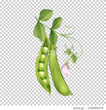 Green pea pods with leaves and pink flower illustration Green pea pods with leaves and pink flower illustration 136990474