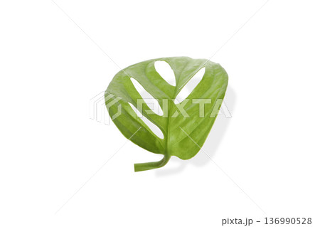 Green leaf with unique cutouts on a white background, isolated, PNG Green leaf with unique cutouts on a white background, isolated, PNG 136990528