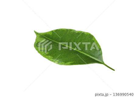 Vibrant green leaf resting on a clean surface, isolated, PNG Vibrant green leaf resting on a clean surface, isolated, PNG 136990540