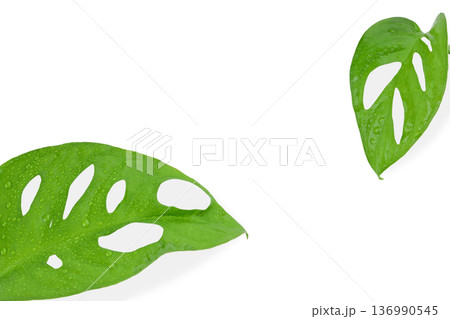 Green leaves with water drops, isolated, PNG 136990545