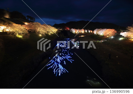 ライトアップされた夜桜 136990596