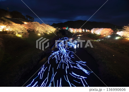 ライトアップされた夜桜 136990606