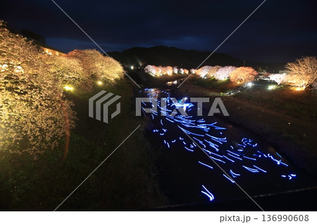 ライトアップされた夜桜 136990608