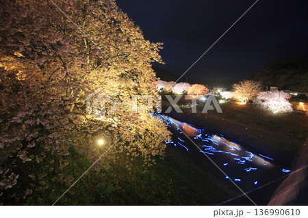 ライトアップされた夜桜 136990610