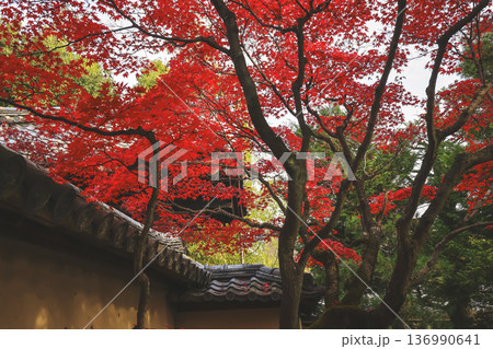 Nov 24 2025 Autumn Maple Leaves at Kyoto Daisen in Temple 136990641