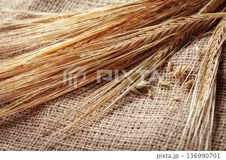 Wheat stalks arranged on a burlap textile, showcasing natural fibers and earth materials Wheat stalks arranged on a burlap textile, showcasing natural fibers and earth materials 136990701