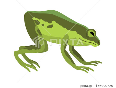 Frog jumping animation icon. Sequences or footage for motion design. Cartoon toad jumping, animal movement concept. Frog leap sequence, vector illustration Frog jumping animation icon. Sequences or footage for motion design. Cartoon toad jumping, animal movement concept. Frog leap sequence, vector illustration 136990720