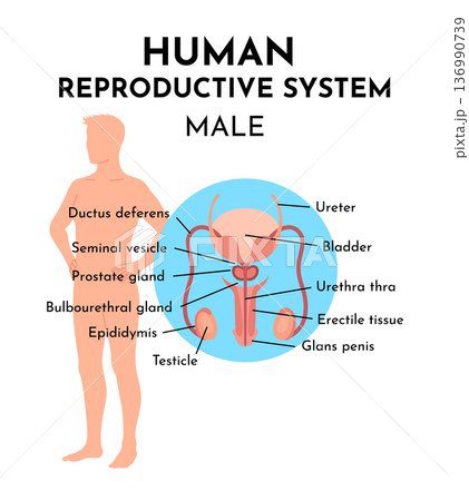 Male reproduction system structure diagram schematic vector illustration. Medical science educational illustration 136990739