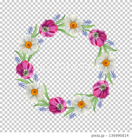 Watercolor floral wreath of white daffodils, pink tulips and blue muscari on a white background, hand-painted botanical style, perfect for invitations, greeting cards, spring decor and wedding design Watercolor floral wreath of white daffodils, pink tulips and blue muscari on a white background, hand-painted botanical style, perfect for invitations, greeting cards, spring decor and wedding design 136990814