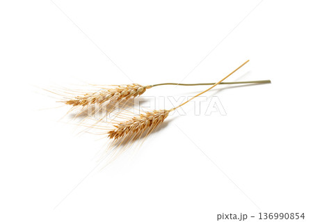 Wheat stalks laying on a plain surface in a simple arrangement during daylight hours 136990854