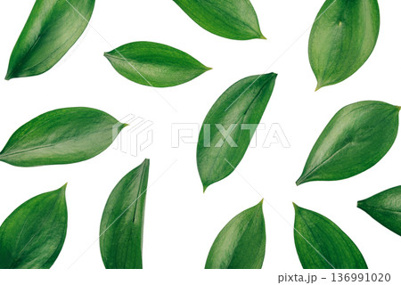 Fresh green leaves isolated on a white background Fresh green leaves isolated on a white background 136991020