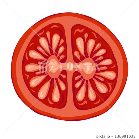 Tomato Cherry slice vector illustration top view for nature design. Red circle vegetable in doodle style with botanical look. Great for Italian menu and restaurant template or organic farm graphic. 136991035