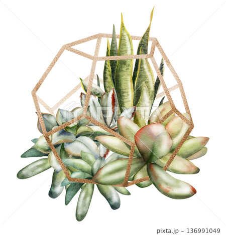 Wireframe metal dodecahedron planter with rosette succulents, sansevieria echeveria plants. Isolated illustration hand drawn in watercolor. Invitations, creative portfolios, sustainable design layout. 136991049