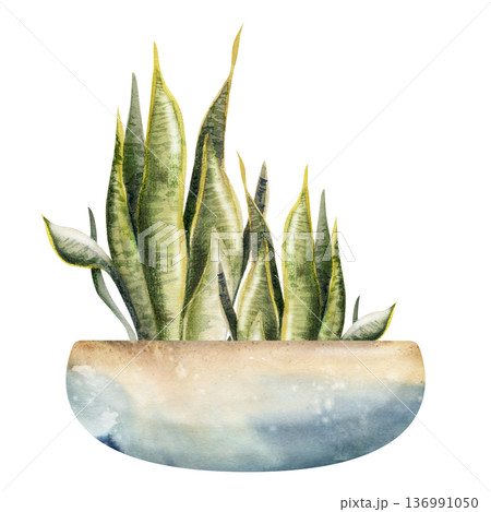 Sansevieria, Dracaena snake tongue succulent in ceramic handmade pottery bowl hand painted in watercolor. Isolated illustration for interior branding, plant nursery sites, eco startup landing pages. 136991050