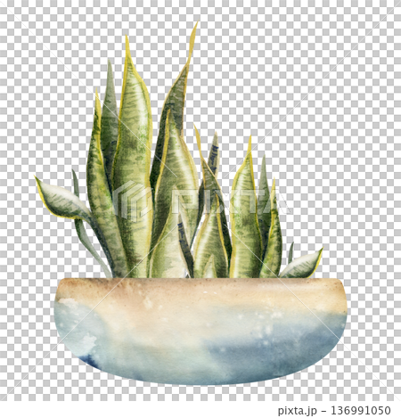 Sansevieria, Dracaena snake tongue succulent in ceramic handmade pottery bowl hand painted in watercolor. Isolated illustration for interior branding, plant nursery sites, eco startup landing pages. 136991050