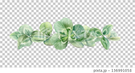 Shamrocks leaves,symbolizing natural support for womens health during menopause.Soft watercolor illustration for wellness brands,healthcare blogs,feminine care design 136991058