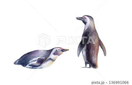 African Jackass Penguin (Spheniscus Demersus)set Endangered Spectacled Bird of South African and Namibian Coastlines.Hand drawn isolated watercolor illustration,call to preserve an endangered species African Jackass Penguin (Spheniscus Demersus)set Endangered Spectacled Bird of South African and Namibian Coastlines.Hand drawn isolated watercolor illustration,call to preserve an endangered species 136991066