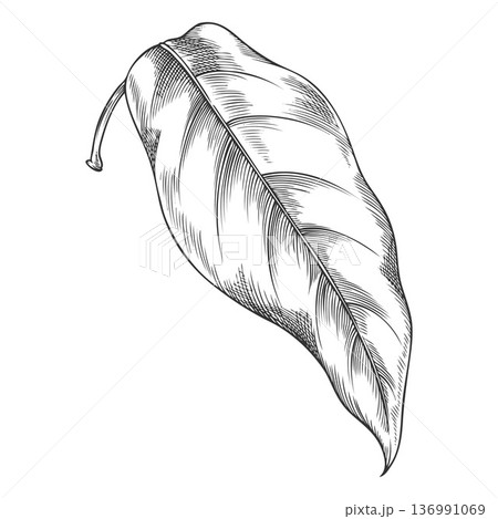 Lucuma tree one leaf vector engraved sketch, essential herb, medicinal aroma plant, ayurvedic foliage ingredient Lucuma tree one leaf vector engraved sketch, essential herb, medicinal aroma plant, ayurvedic foliage ingredient 136991069