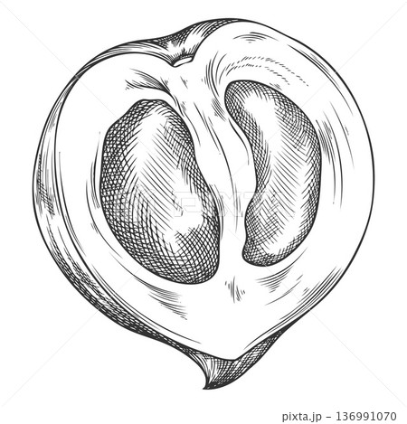 Lucuma cut fruit sketch, vector engraved hand drawn ripe berry, eggfruit, juicy organic dessert, farm harvest superfood 136991070