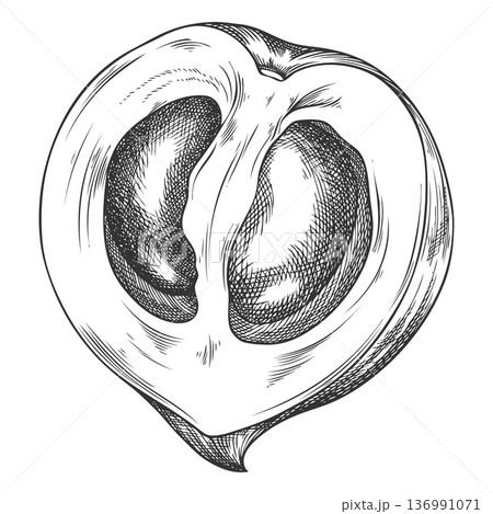 Lucuma cut fruit sketch, vector engraved hand drawn ripe berry, half eggfruit, organic dessert, farm harvest superfood Lucuma cut fruit sketch, vector engraved hand drawn ripe berry, half eggfruit, organic dessert, farm harvest superfood 136991071