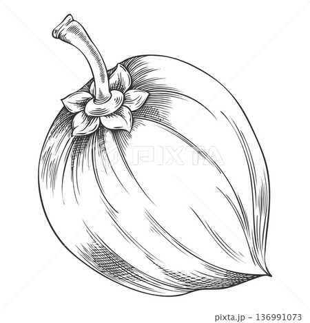 Tropical Peruvian lucuma fruit, monochrome hand-drawn sketch. Superfood. 136991073