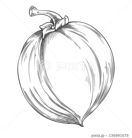 Lucuma, a Peruvian tropical fruit, superfood, black and white hand sketch. Lucuma, a Peruvian tropical fruit, superfood, black and white hand sketch. 136991078