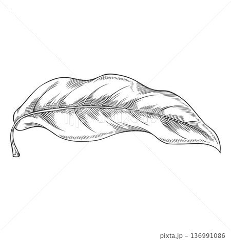 Lucuma tree leaf falling vector sketch, engraved hand drawn essential herb, medicinal aroma plant, ayurvedic foliage 136991086