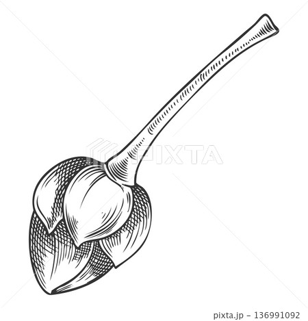 Lucuma tree stem with seed sketch, vector engraved hand drawn not ripe berry, eggfruit, farm plant, superfood 136991092