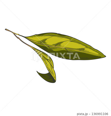 Sandalwood tree green leaves sketch, vector hand drawn essential herb foliage, medicinal aroma plant Sandalwood tree green leaves sketch, vector hand drawn essential herb foliage, medicinal aroma plant 136991106