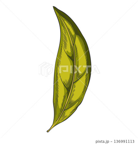 Green sandalwood leaf, tropical plant, hand-drawn watercolor sketch. Green sandalwood leaf, tropical plant, hand-drawn watercolor sketch. 136991113