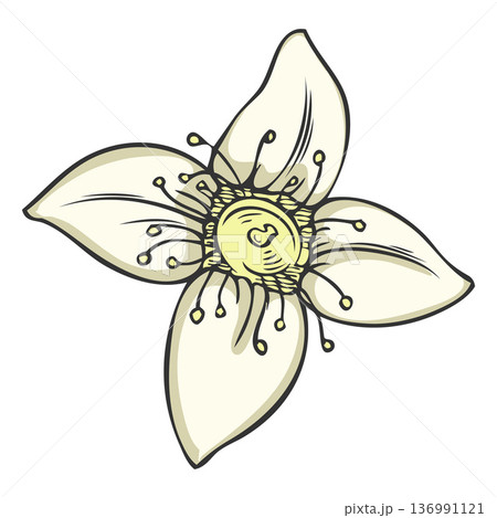 Sandalwood tree flower sketch, vector hand drawn white blossom essential herb, aroma plant, organic cosmetics ingredient Sandalwood tree flower sketch, vector hand drawn white blossom essential herb, aroma plant, organic cosmetics ingredient 136991121