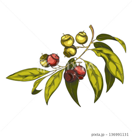 Watercolor sketch of a sandalwood branch with green leaves and berries. 136991131