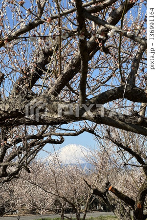 春の青空に映える梅の花と富士山 136991164