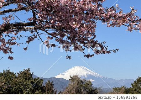 春の青空に映える満開の桜と冠雪の富士山 136991268