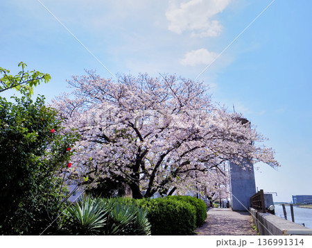 境川西水門とサクラ 境川西水門とサクラ 136991314