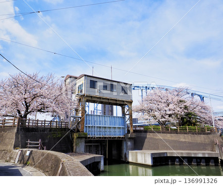 境川西水門とサクラ 136991326