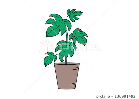 観葉植物　中型1　植木鉢　インテリア 136991492