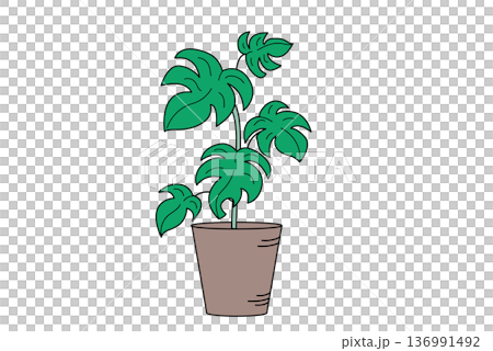 観葉植物　中型1　植木鉢　インテリア 136991492